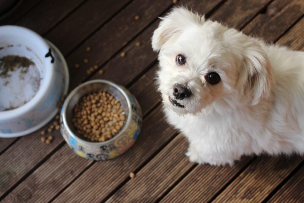 dog with spilled food