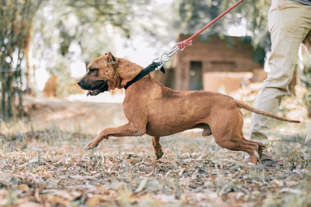 large dog pulling on a leash