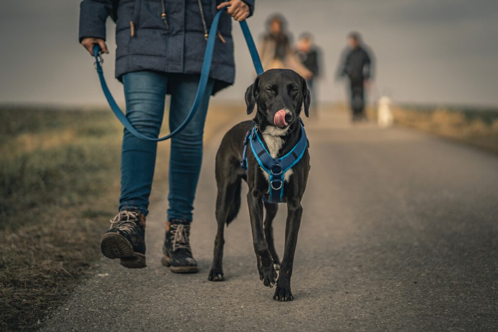 large dog with leash on a walk