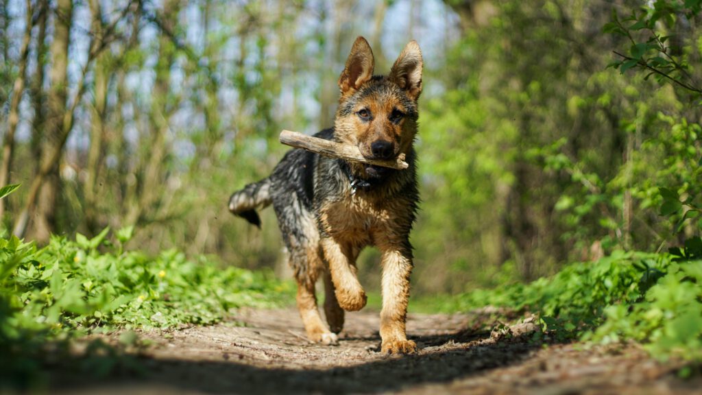 german shepherd fetching and running