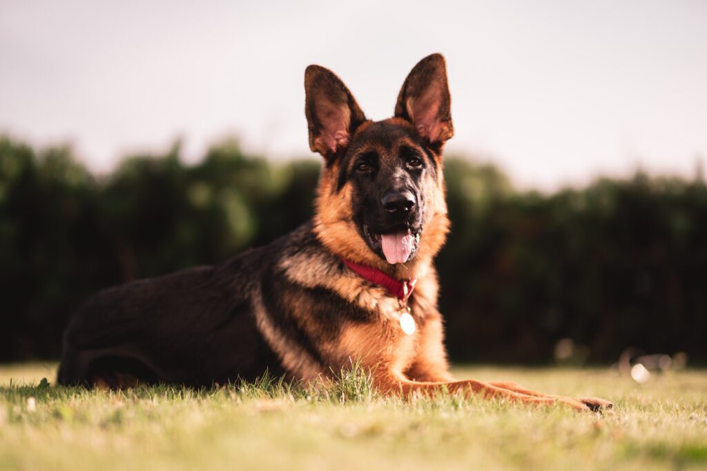 german shepherd sitting in field