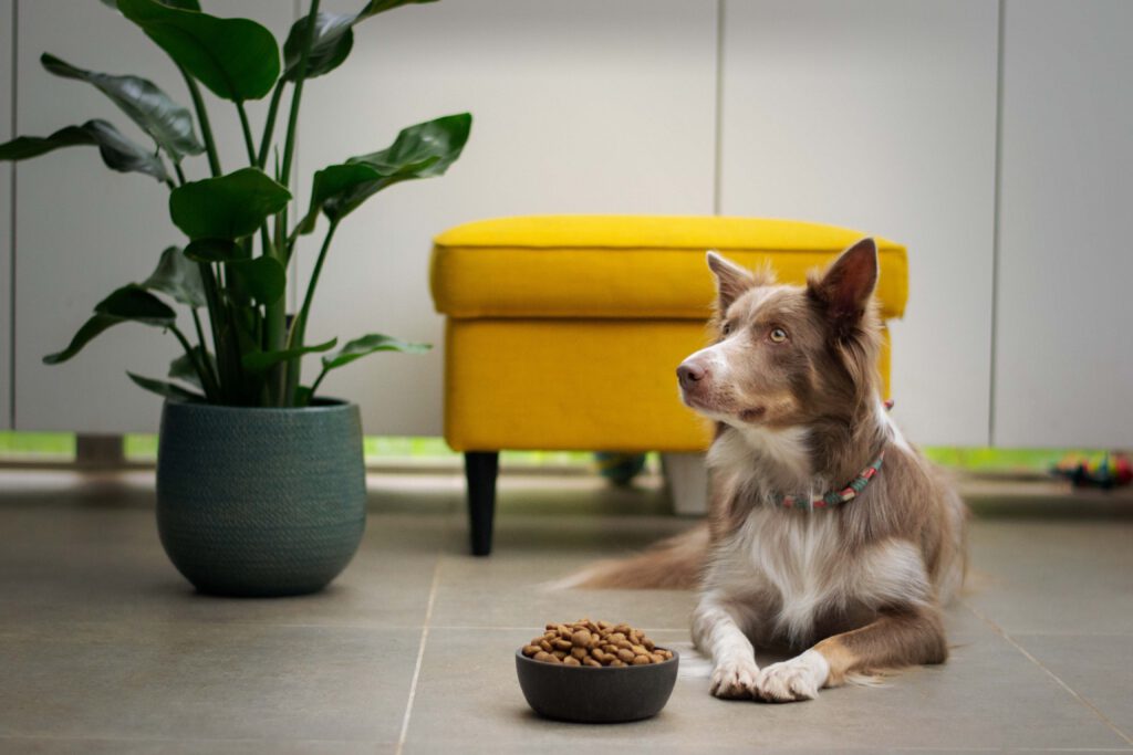 dog with bowl of food