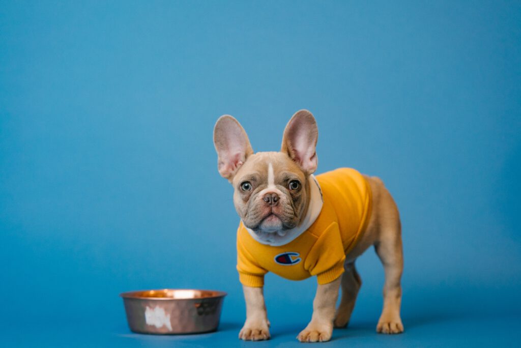 dog with empty food bowl