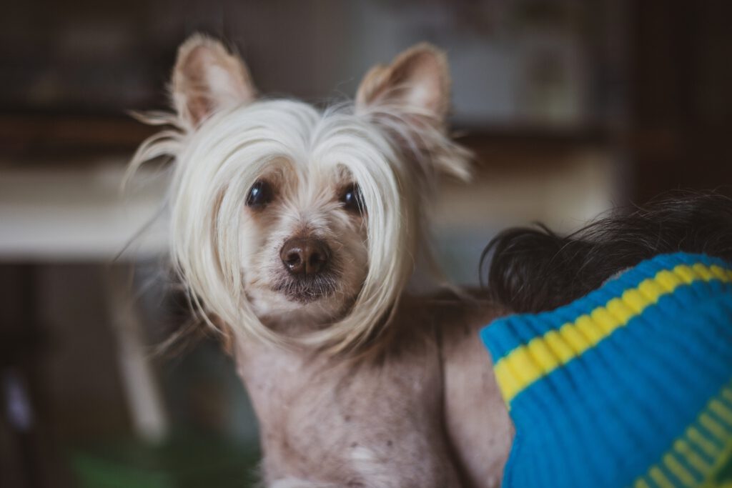 chinese crested dog