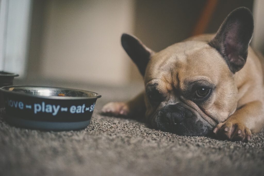 dog with food bowl