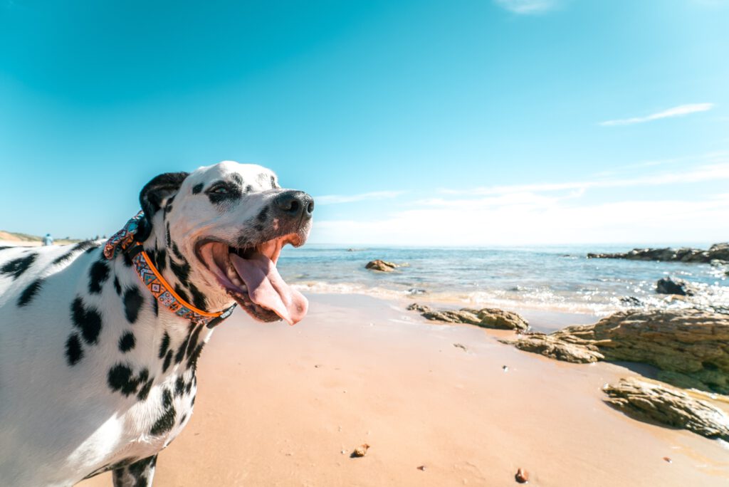 Dalmation dog on beach