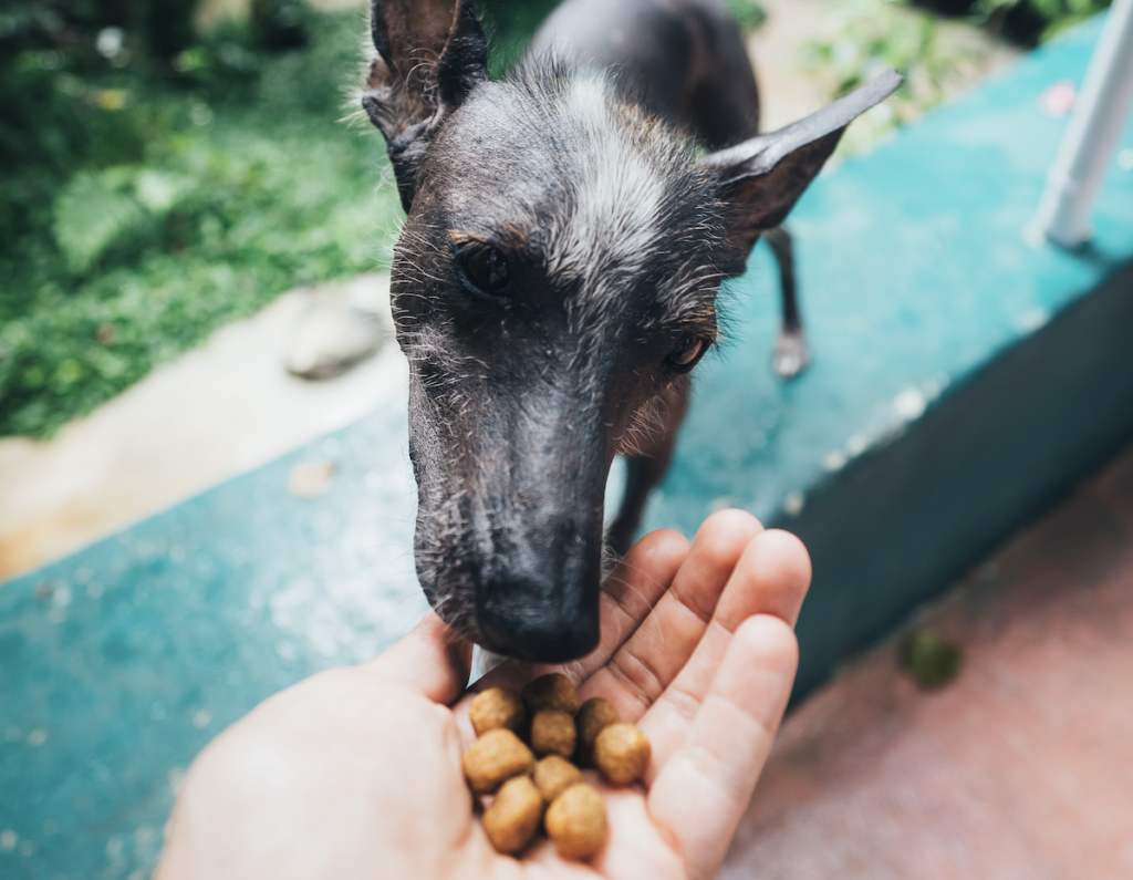 dog eating food