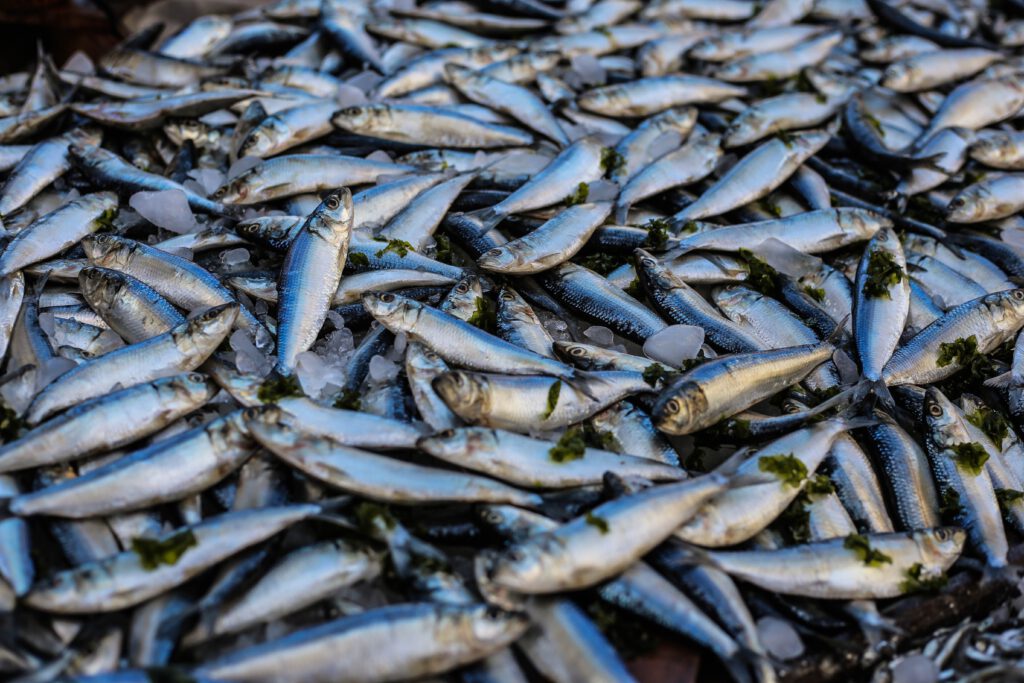 pile of fish to be used for fish meal in dog food