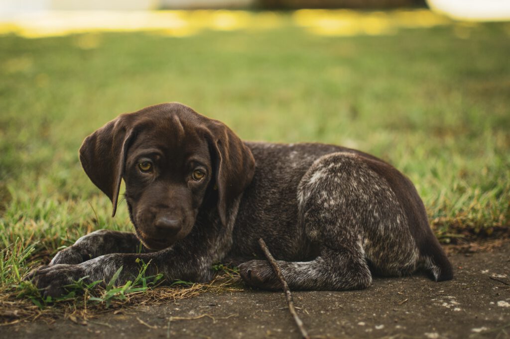 German Shorthaired Pointer dog