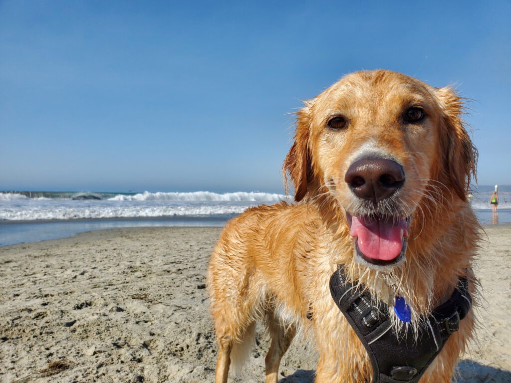 dog on beach