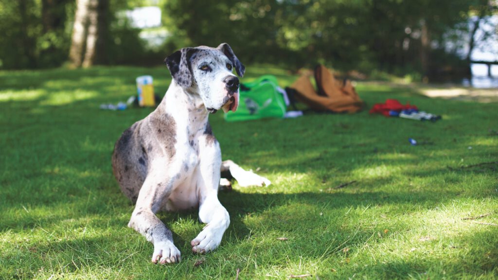 Great Dane dog