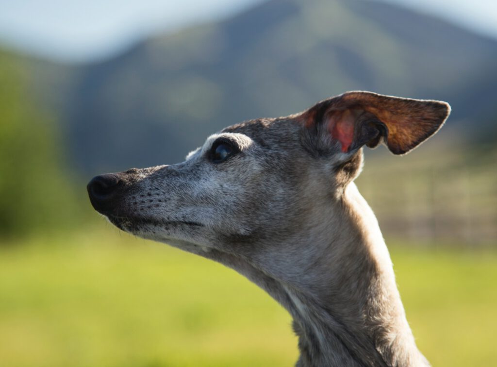 Italian Greyhound dog