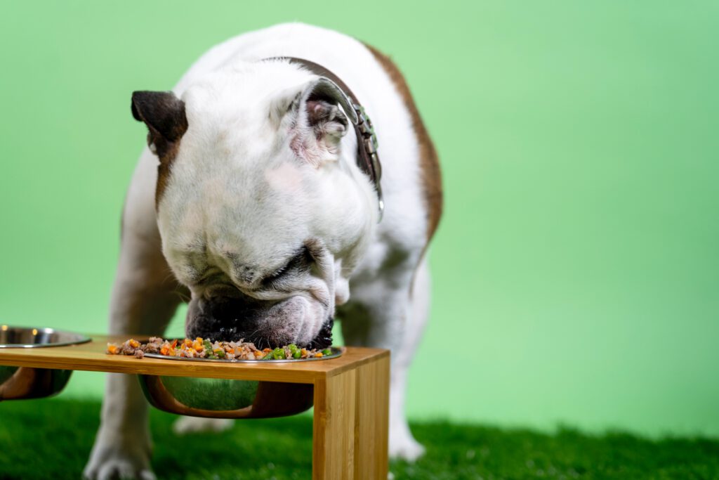 dog eating food