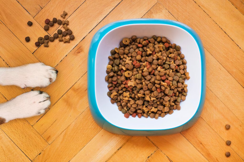 a bowl of dog food
