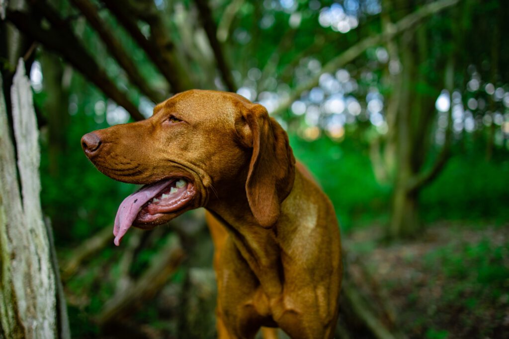 Vizsla dog