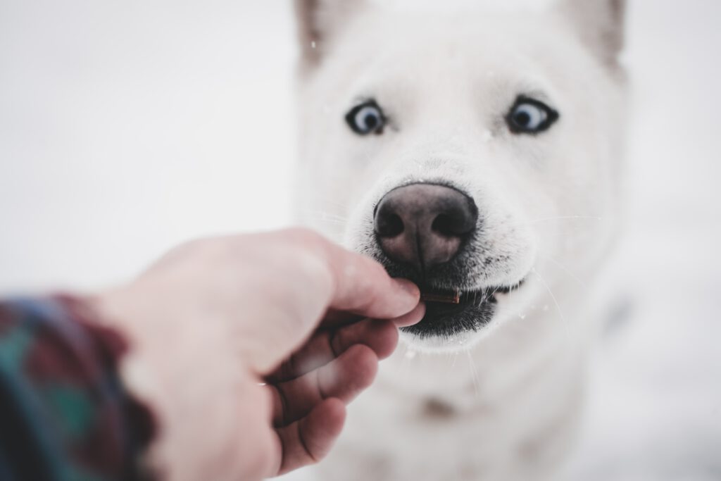 dog treats