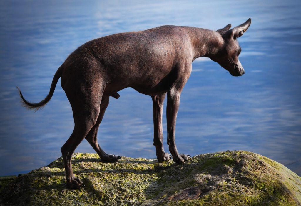 Xoloitzcuintli dog