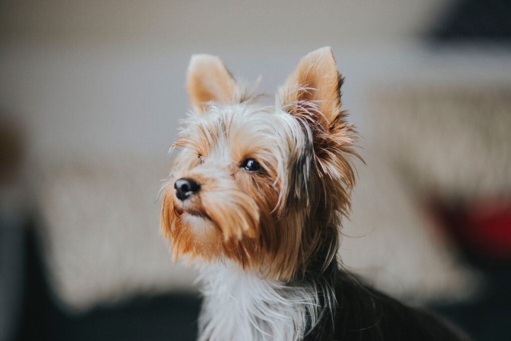 yorkshire terrier dog