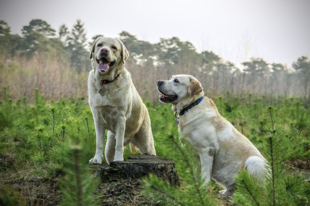 english labradors