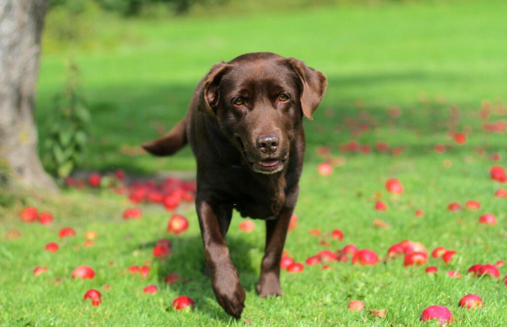 english labrador