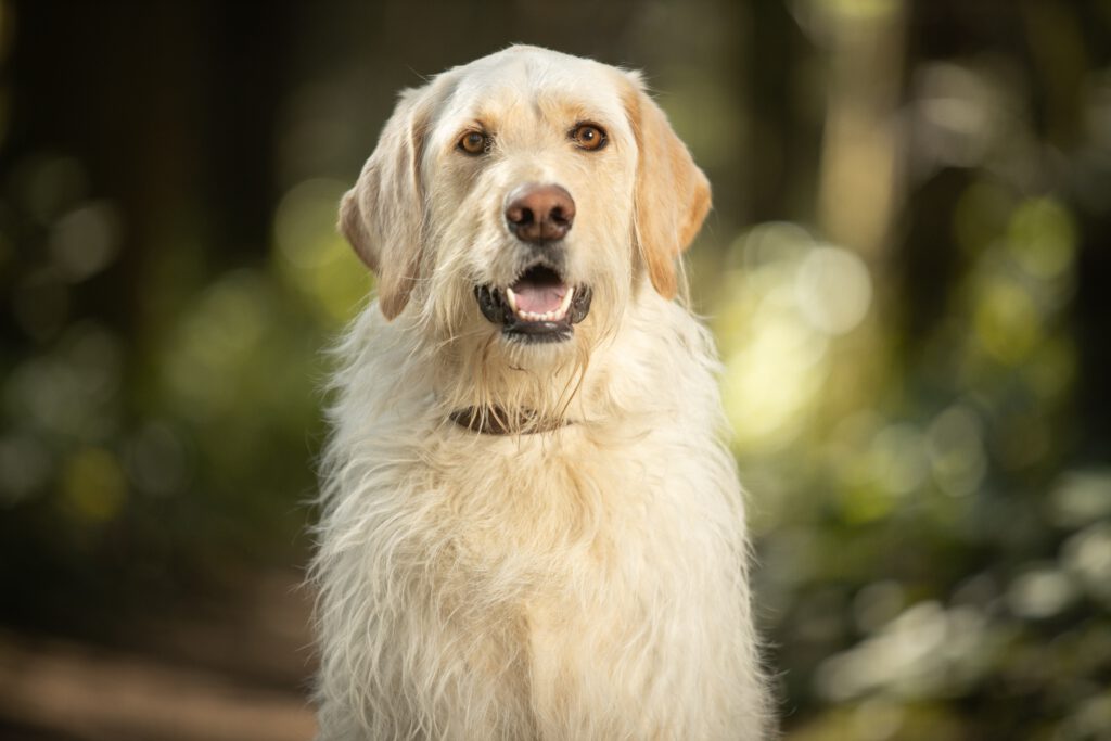 english labrador