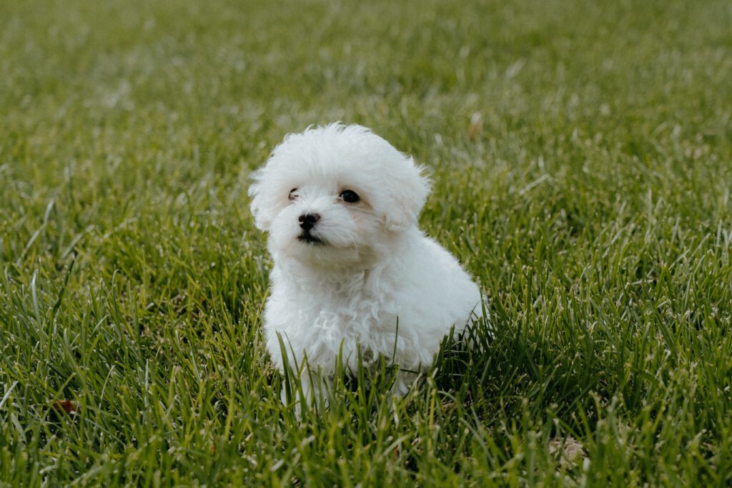 Maltese dogs with tear stains removed