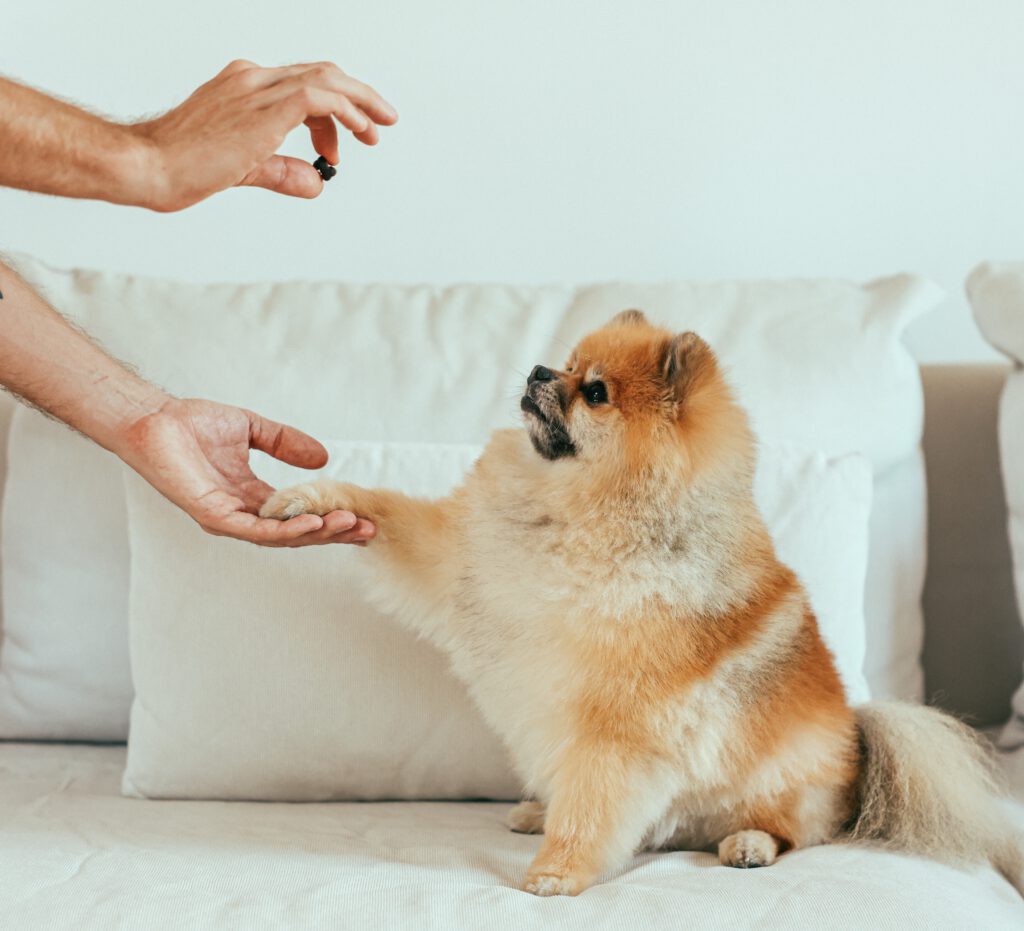 pomeranian dog eating treats
