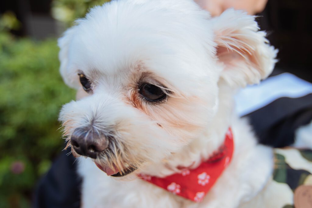 Maltese dog with tear stains