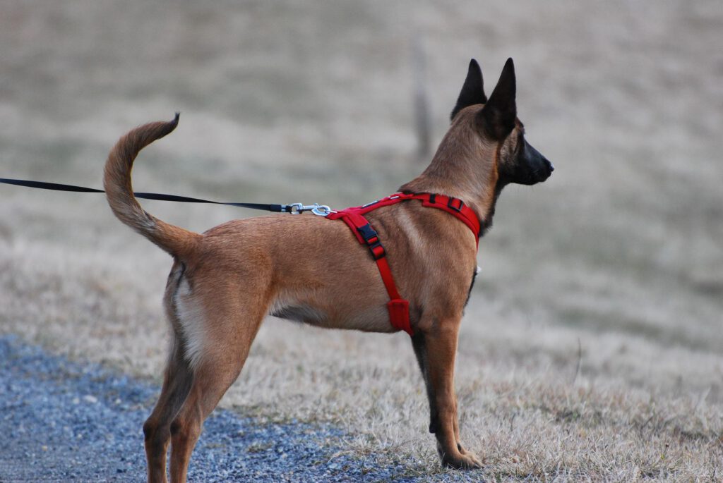 dog wearing harness