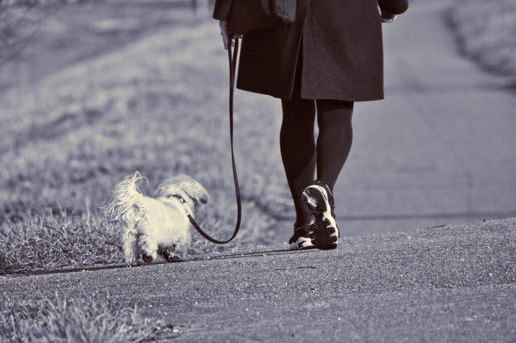 dog with collar and leash