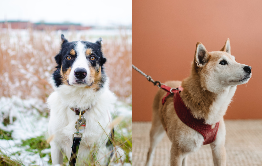 Dog Collar vs Harness Which Is Better for Your Dog in 2023? Bark Wonder