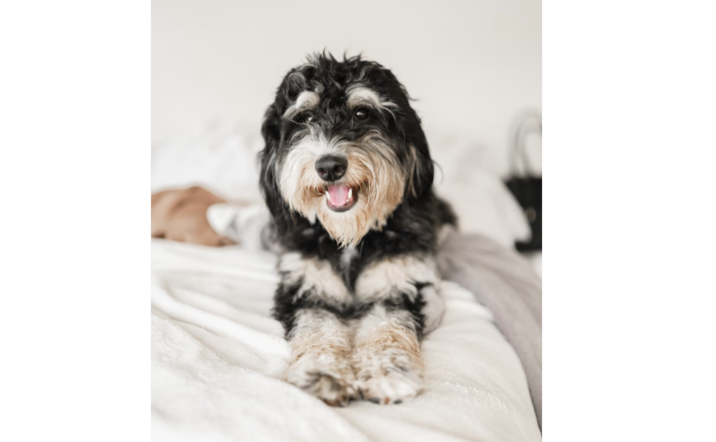 bernedoodle