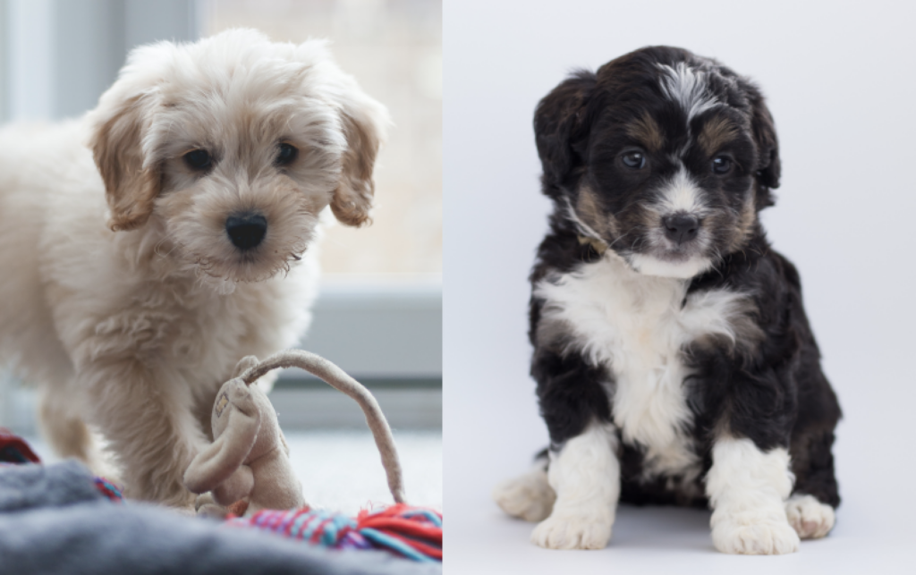 mini bernedoodle and cockapoo