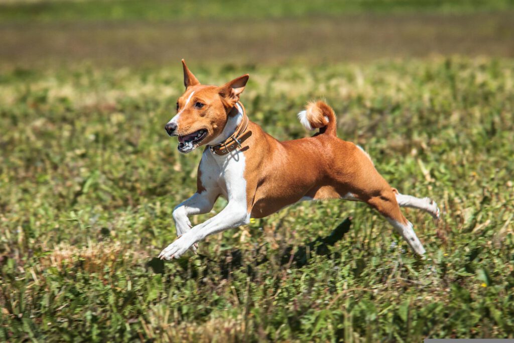 basenji