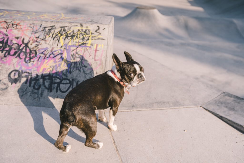 boston terrier