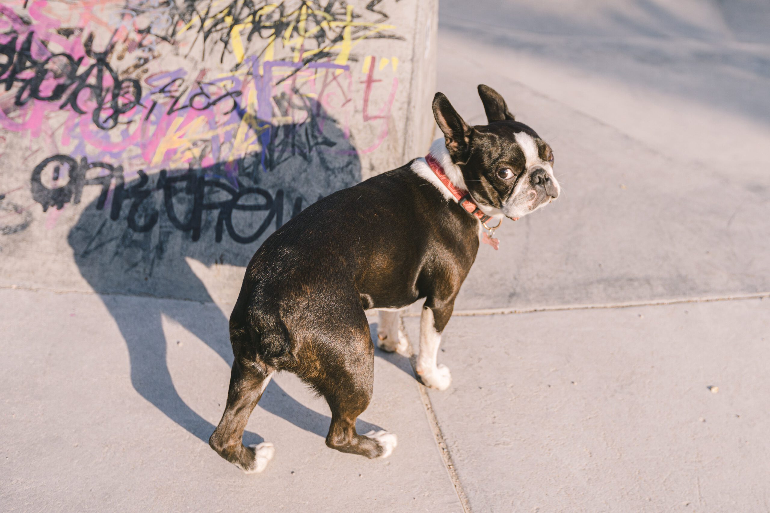 boston terrier