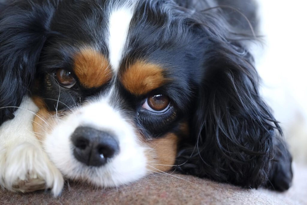 cavalier king charles spaniel