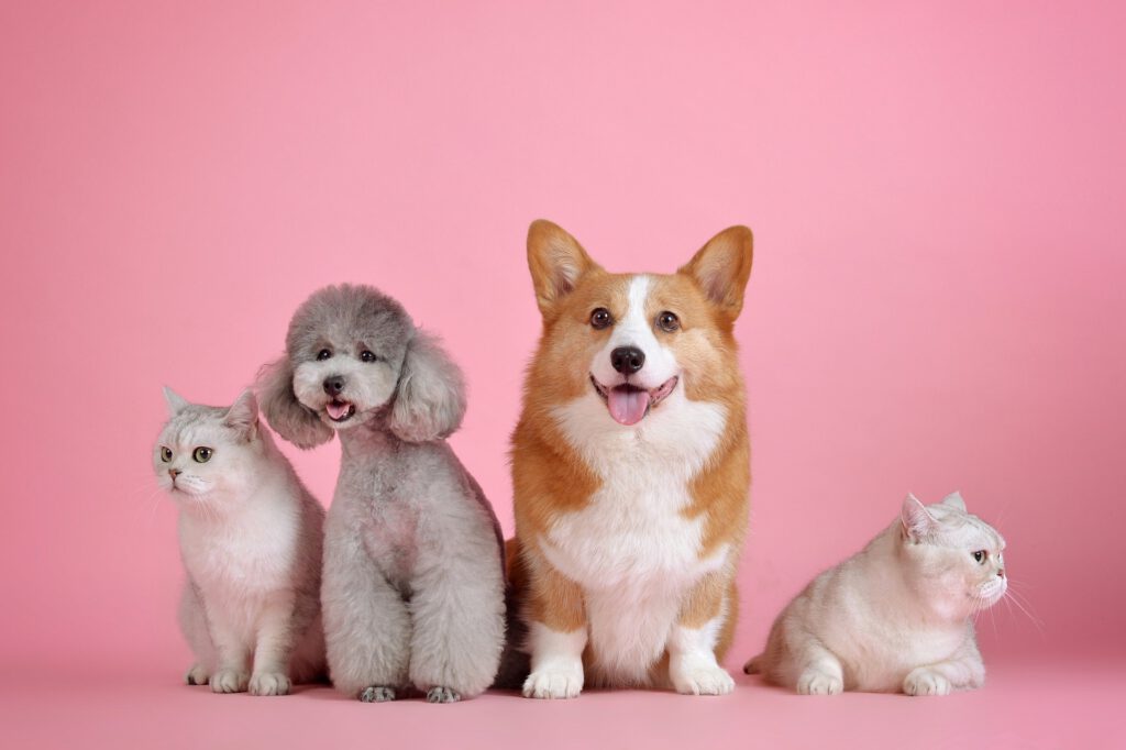 dogs being friendly with cats