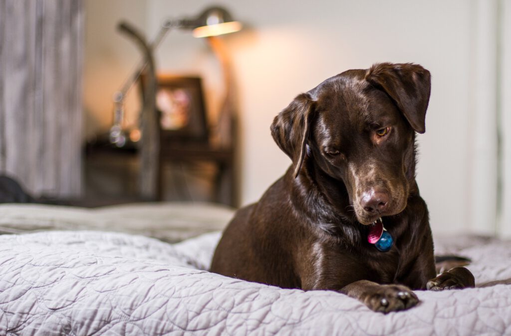 labrador laying down on bed