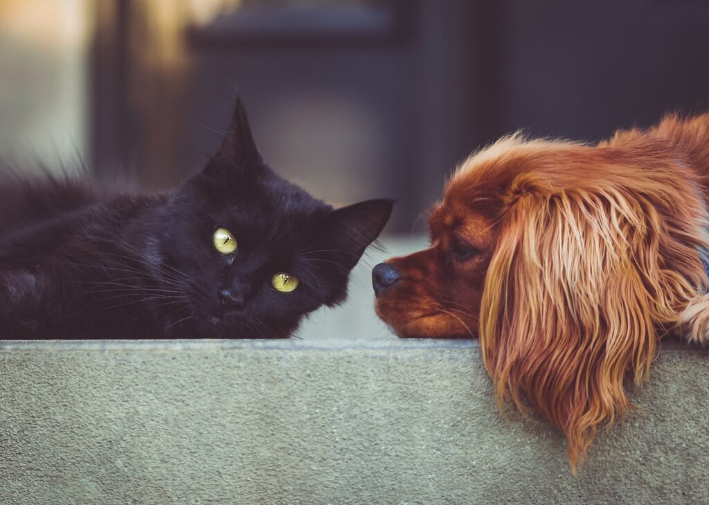 dog laying down with cat