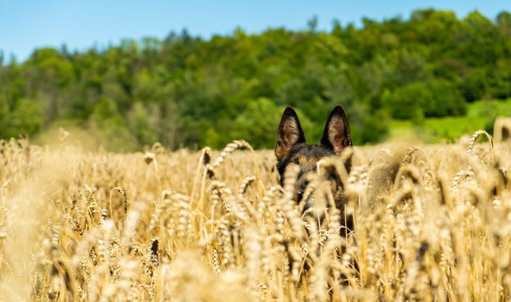 dog standing in field of wheat