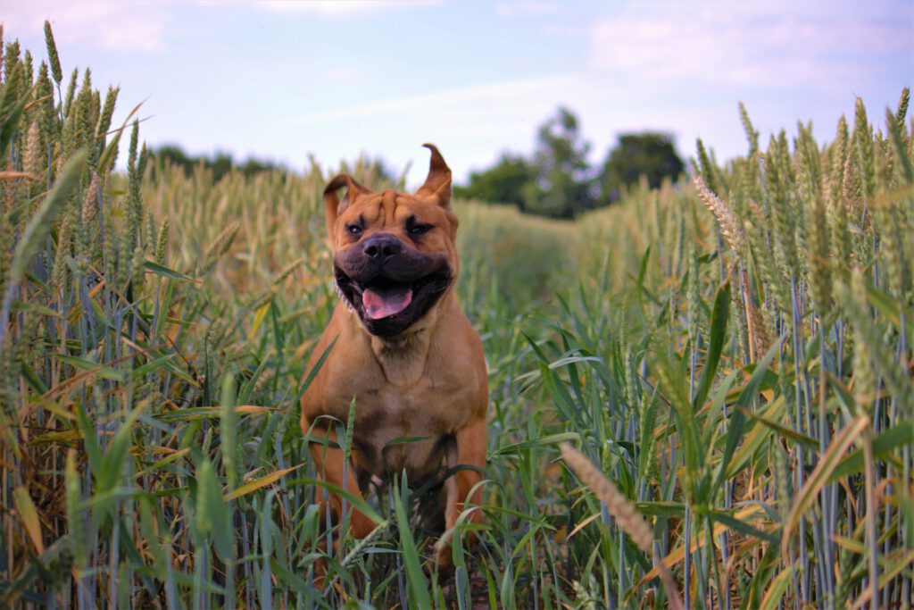 dog running through field of wheat