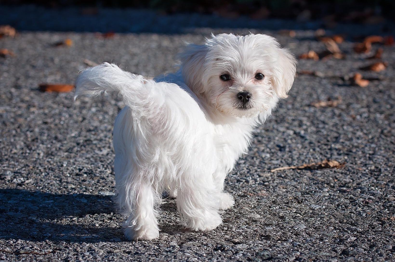 maltese