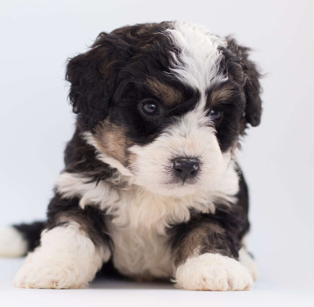 mini bernedoodle