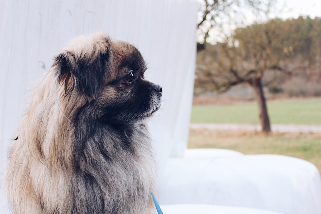 pekingese