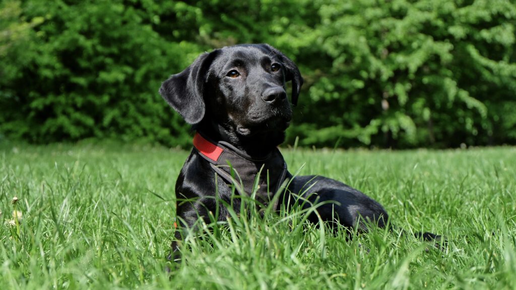 labrador laying down in field