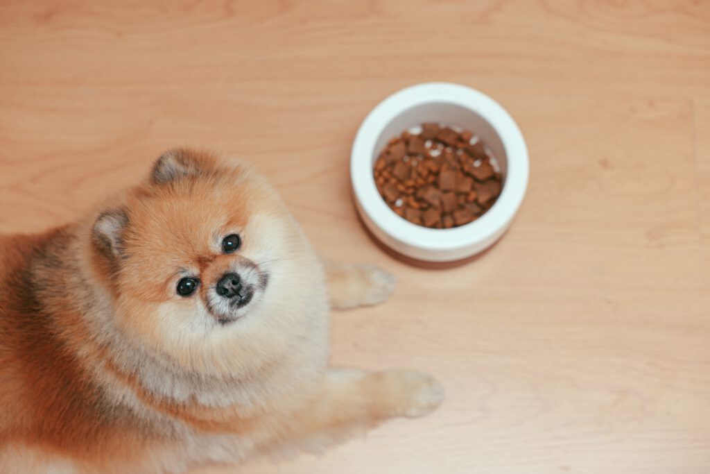 pomeranian