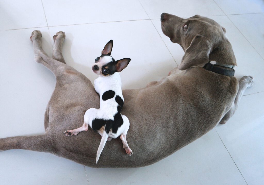 small dog laying on top of a big dog