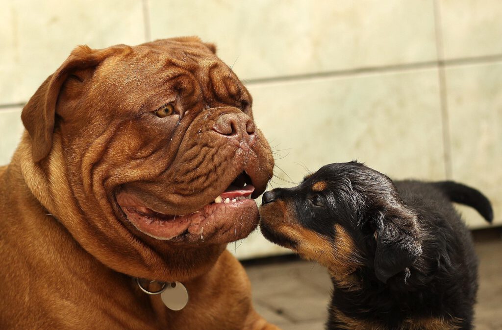 small dog being friendly with a big dog