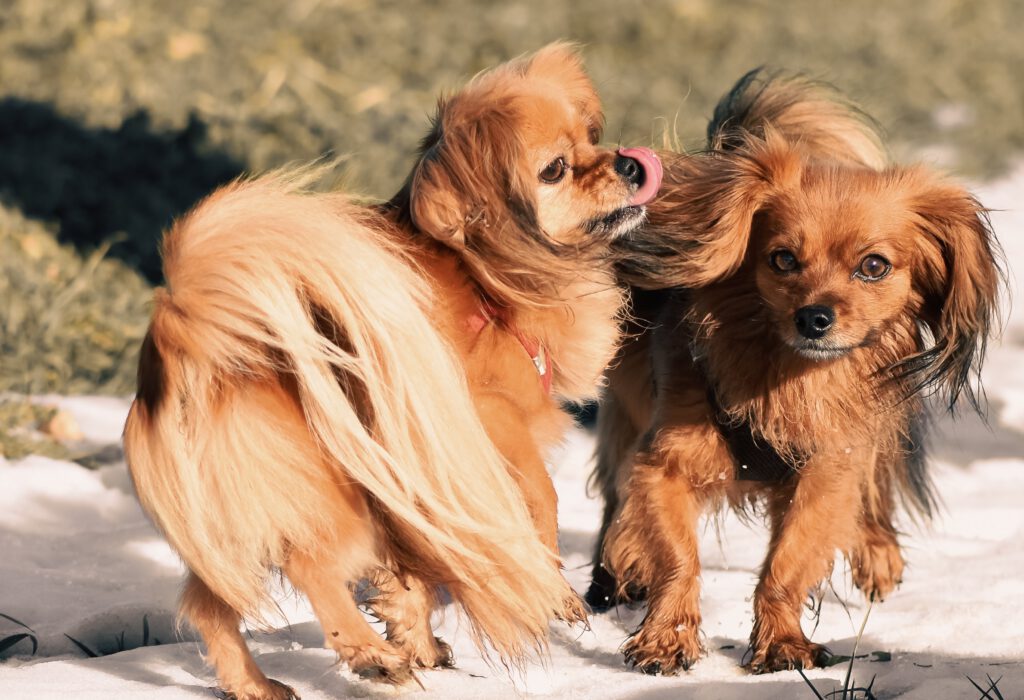 tibetan spaniel